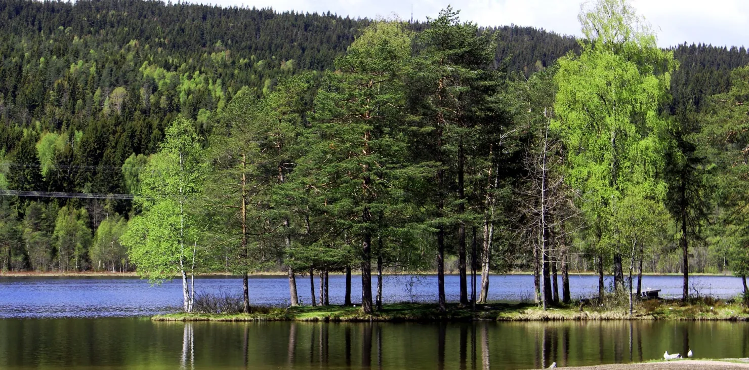 Full Day Oslo Tour & Hike in Oslomarka Forest