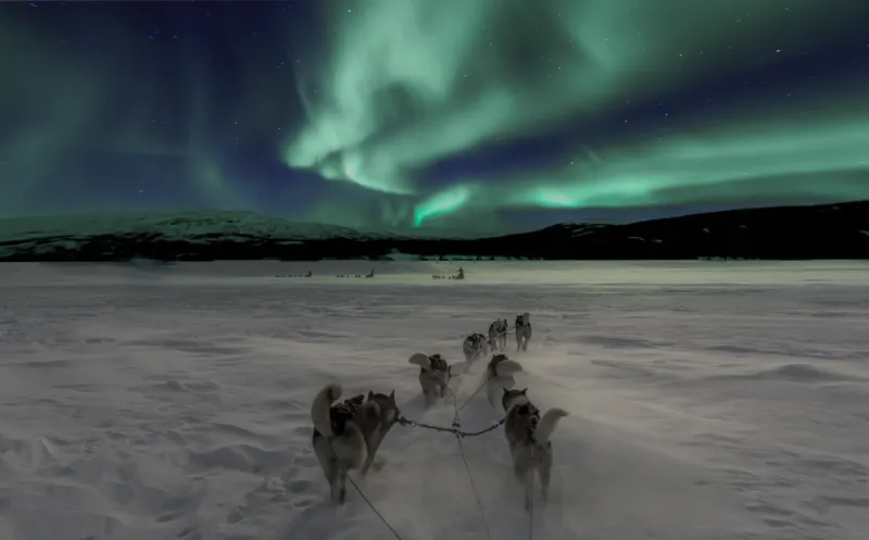 Northern Lights Viewing with Dinner & Dog Sledding