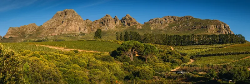 Full Day Private Family Tour to Winelands